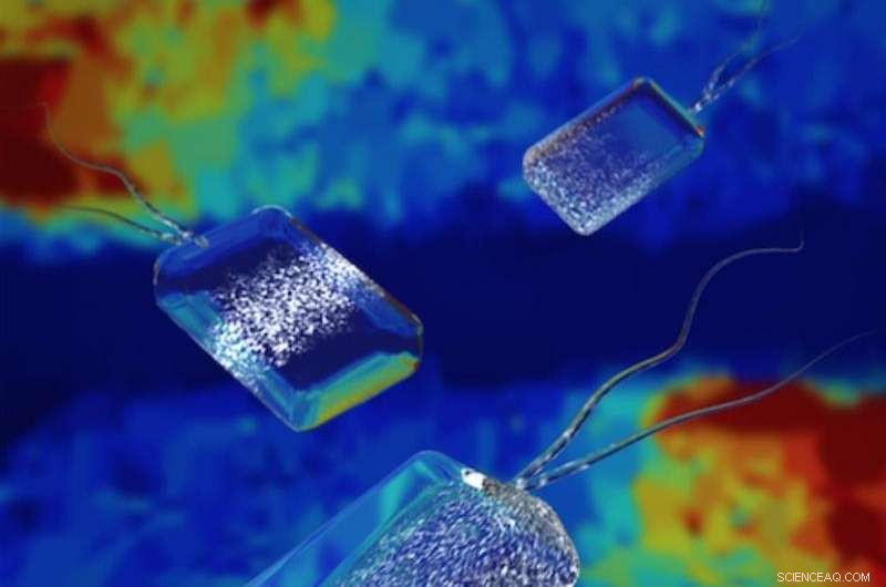 How Bacteria Use Turing’s Logic to Divide Precisely, Regardless of Shape