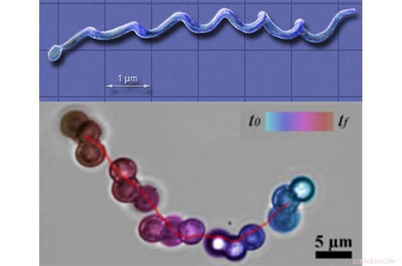 Microscale Swarm Robots Clean Blocked Arteries Using Magnetic Guidance
