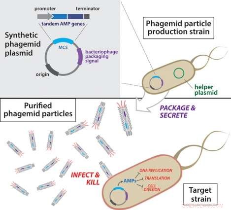 Engineered Nanoparticles Deliver Targeted Toxins to Kill Resistant Bacteria