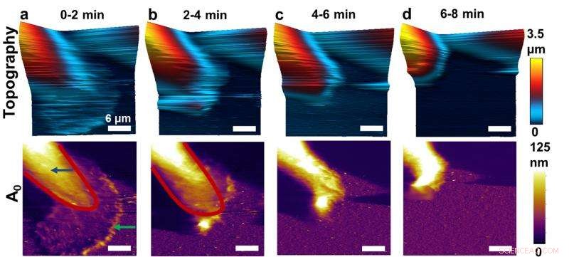 New High-Speed AFM Technique Enhances Breast Cancer Cell Imaging