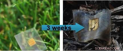 Scientists Pioneer Biodegradable Silicon Transistor Using Wood‑Derived Material