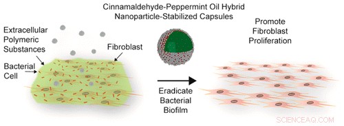 Peppermint & Cinnamon: Innovative Antimicrobial Capsules Combat Chronic Wound Biofilms