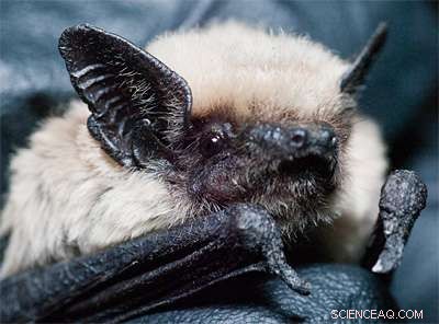 Graphene Sheets Power Advanced Lightweight Ultrasound Transmitters at UC Berkeley