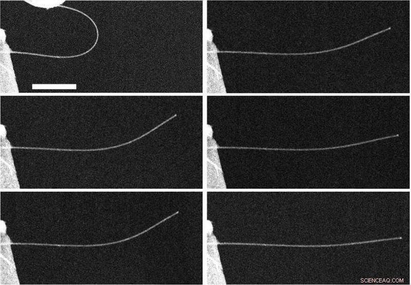 Brown & NC State Discover Remarkable Anelasticity in Zinc Oxide Nanowires