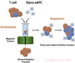 Magnetic Nanoparticles: Revolutionizing Targeted T‑Cell Immunotherapy