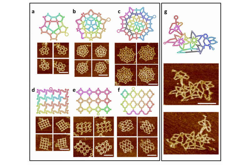 DNA‑Scaffolded Nanostructures Yield Rare, Innovative Architectural Forms