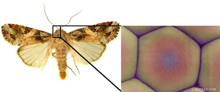 Moth‑Eye Inspired Nanostructures Significantly Boost Silicon Solar Cell Efficiency