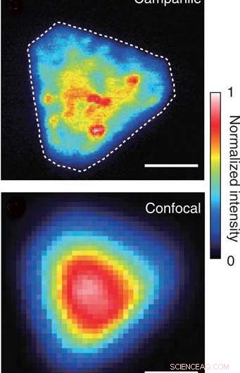Groundbreaking Insights into 2‑D Molybdenum Disulfide: What Recent Experiments Reveal