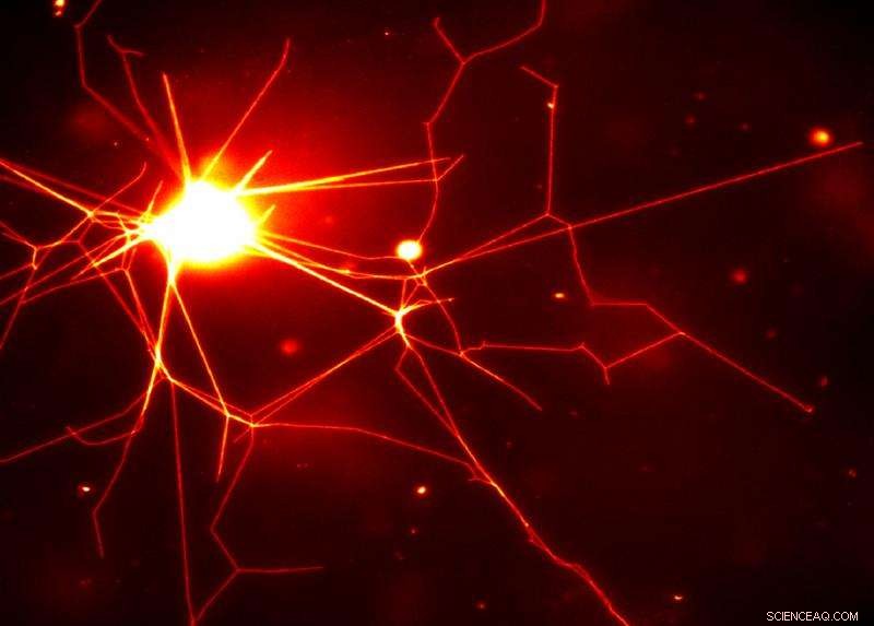 Sandia Labs Engineers Nerve-Like Polymer Networks with Biological Tools