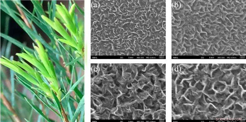 Scientists Produce High-Quality Graphene Using Tea Tree Extract