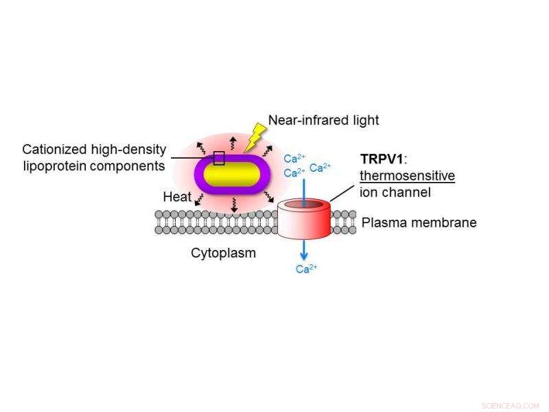 Gold Nanorods Show Promise in Treating Intractable Pain