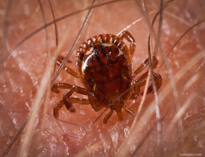 Scientists Develop Nanotech Solution to Combat Common Tick Parasite