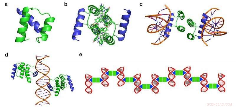 Engineered Protein‑DNA Nanowires: A New Frontier in Biofabrication