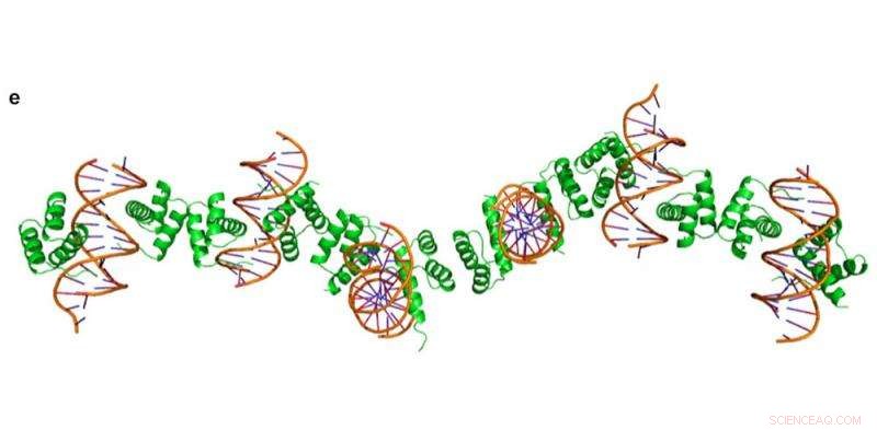 Engineered Protein‑DNA Nanowires: A New Frontier in Biofabrication