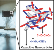 McMaster Engineers Convert Trees into Advanced Energy Storage Devices