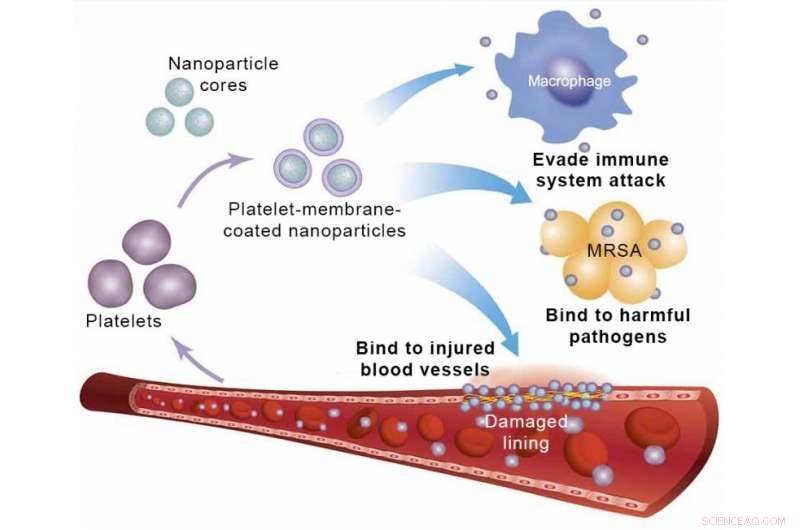 Enhancing Drug Efficacy with Targeted Nanoparticle Delivery