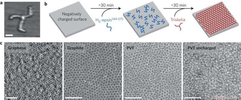 Harnessing Clathrin for Biotech: Advanced Immobilization and Functionalization Techniques