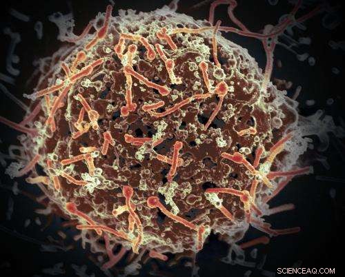 New Portable Rapid DNA Test Detects Ebola and Other Pathogens