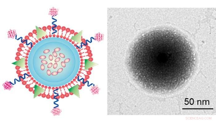 Scientists Engineer Platelet-Mimicking Nanogels for Targeted Cancer Drug Delivery