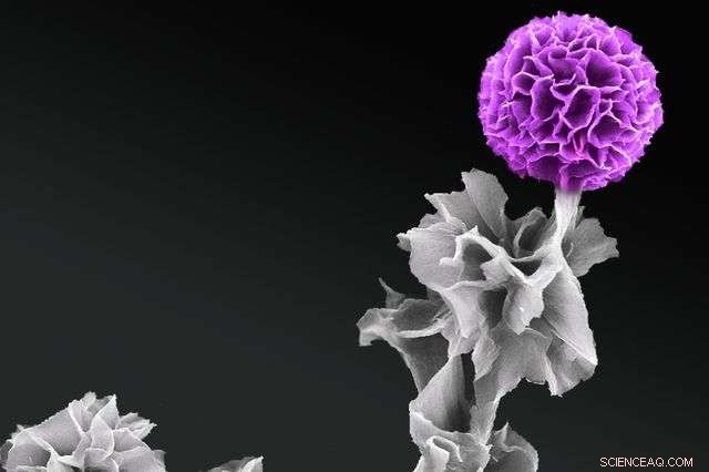 Scientists Achieve First Vertical Growth of Organic Semiconductor Crystals