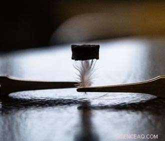 Engineers Transform Trees into Advanced Energy Storage Solutions