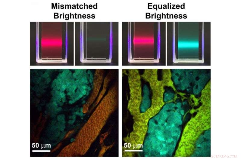 Enhanced Biological Imaging with Brightness-Equalized Quantum Dots