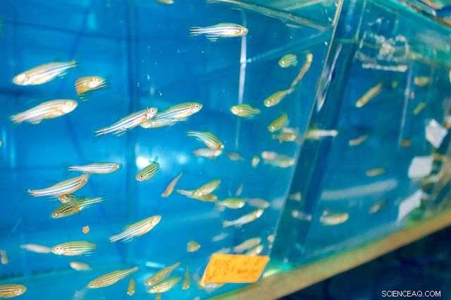 Study Shows Small Silver Nanoparticles Are More Likely Absorbed by Aquatic Organisms