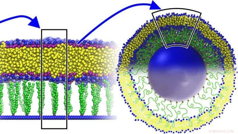 Engineering Next‑Gen Liposomes for Stable Nanoparticle Delivery
