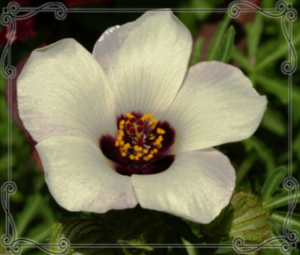 How Iridescent Nanostructures in Plants Shape Animal Behavior: Development, Function, and Evolution