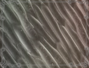 How Iridescent Nanostructures in Plants Shape Animal Behavior: Development, Function, and Evolution