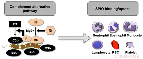 Sugar-Coated Nanoworms Fail to Navigate Human Immune System