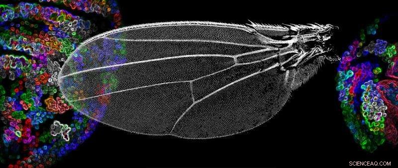 Camel-Derived Nanobodies Unlock Advanced Insights into Organ Growth