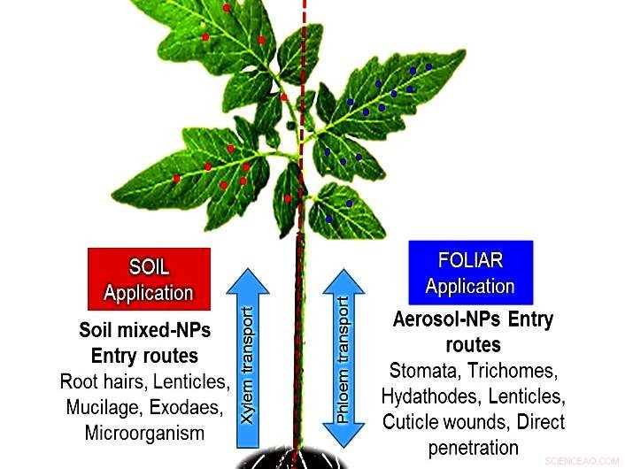 Nano‑Sized Nutrients Boost Tomato Growth and Antioxidant Content