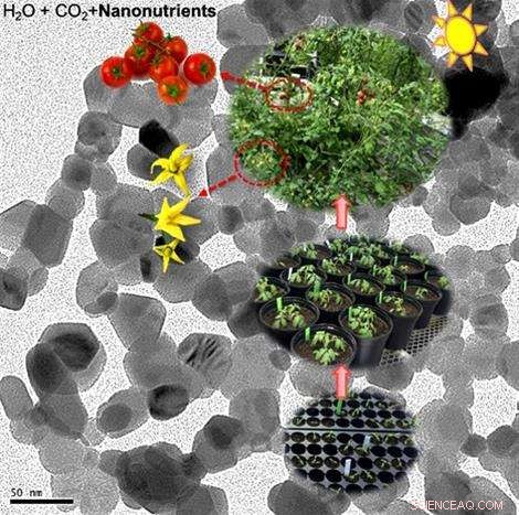 Nano‑Sized Nutrients Boost Tomato Growth and Antioxidant Content