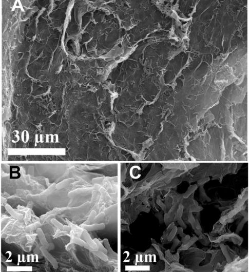 Revolutionary Freestanding Anode Enhances Microbial Fuel Cell Efficiency