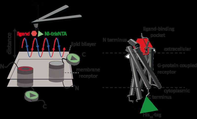 Revolutionary Nanoscale Techniques for Dual Ligand‑Binding Analysis in Receptors