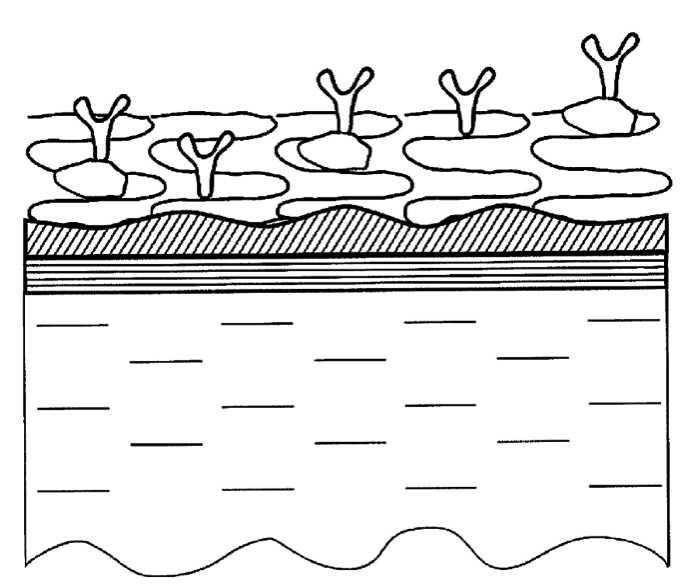 MIPT Engineers Innovate Graphene‑Based Biosensors, Securing New Patents