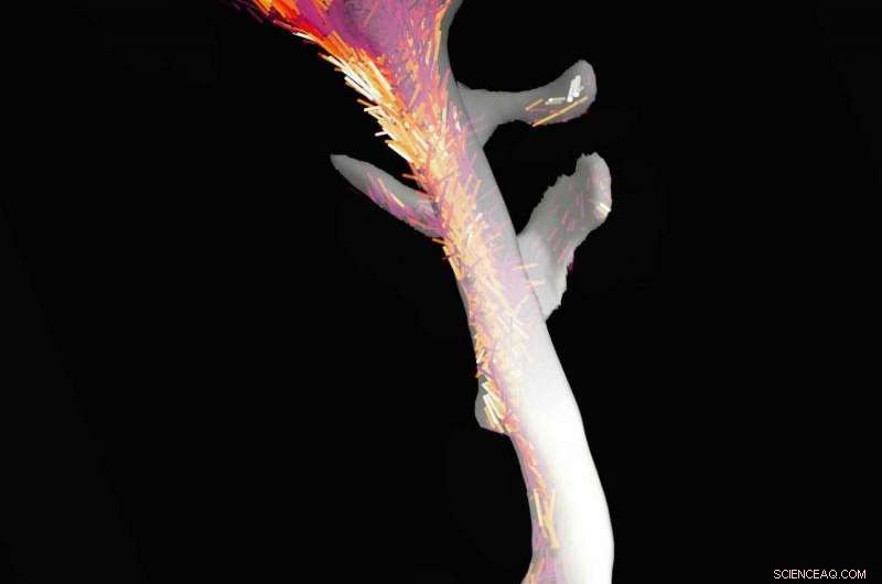 Revealing Bone’s 3‑D Nanostructure: A Breakthrough in Advanced Nano‑Imaging