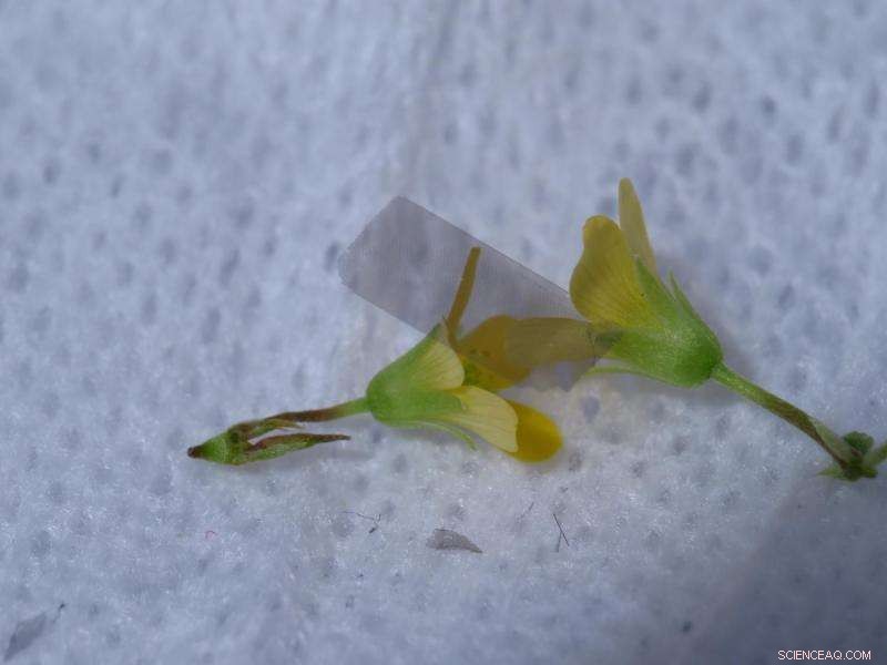 Scientists Create Ultra-Thin, Hand-Pickable Plates Less Than 100 Nanometers Thick