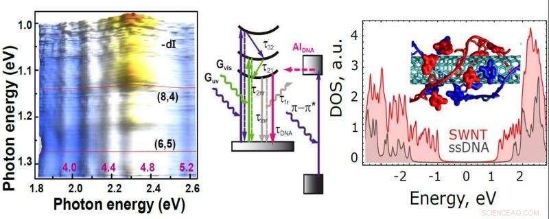Scientists Create Nanoscale Probes to Protect Single-Stranded DNA from UV Damage