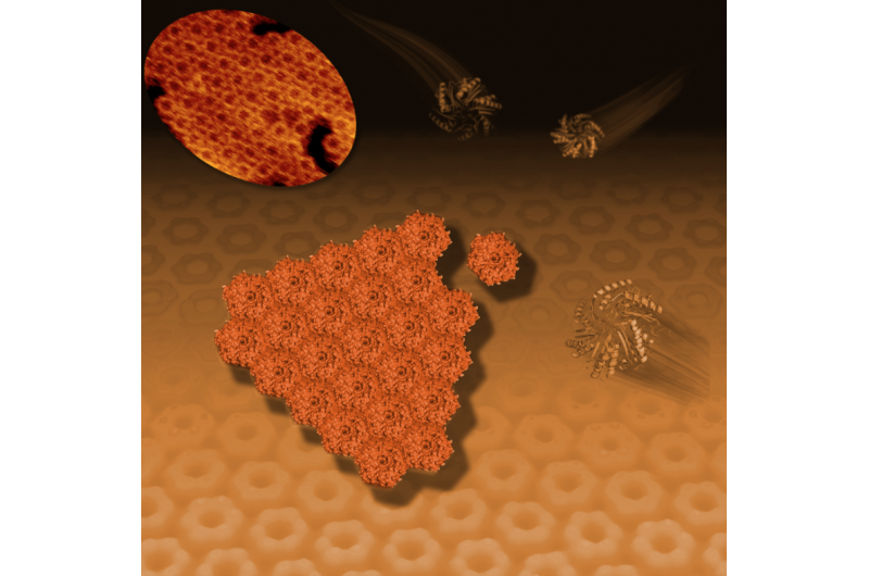 How Thin Protein Sheets Self-Assemble into Polyhedral Shells: First Steps in Nature s Masonry