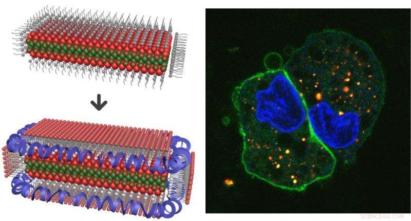 Innovative Lipoprotein Nanoplatelets Illuminate Cellular and Molecular Biology