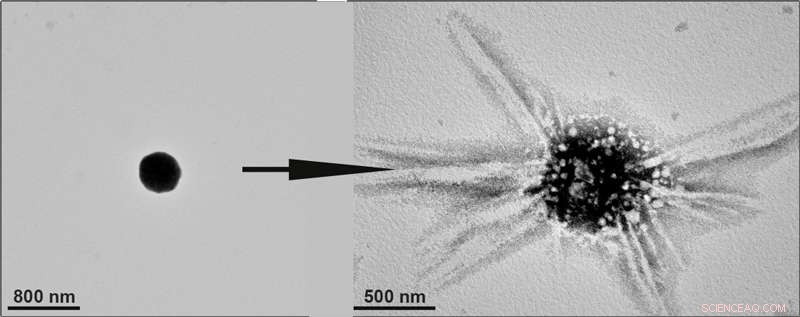 Nanoscopic Flasks Accelerate Chemical Reactions: A Breakthrough in Catalysis