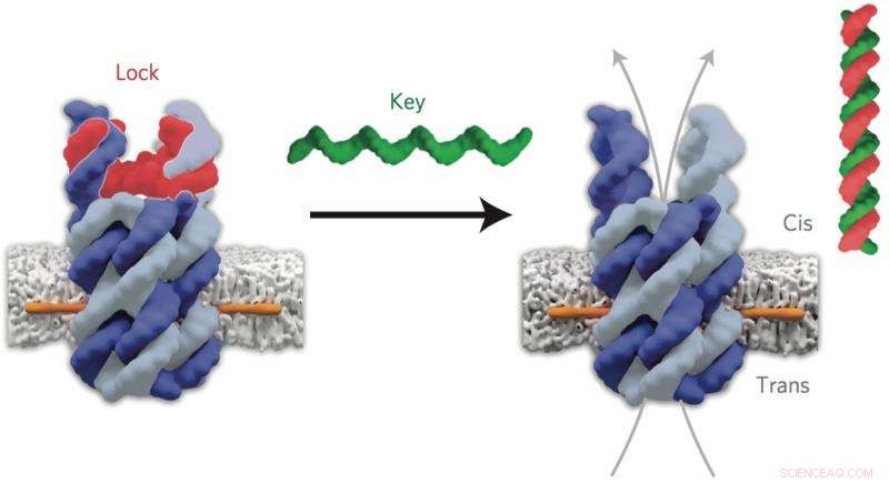 Harnessing DNA Building Blocks for Advanced Drug Delivery Systems