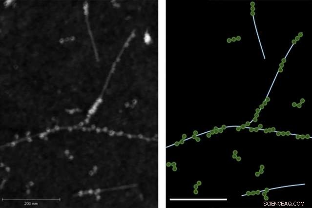 Innovative Research Enables Nanosensors to Detect Fibrinogen, Insulin, and Biomarkers