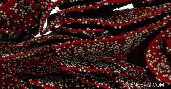 Strain-Driven Deformation of Graphene Oxide Paper Revealed