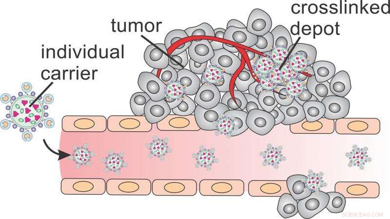 Microscopic Drug Depots Enhance Tumor Shrinkage 10× in Animal Models