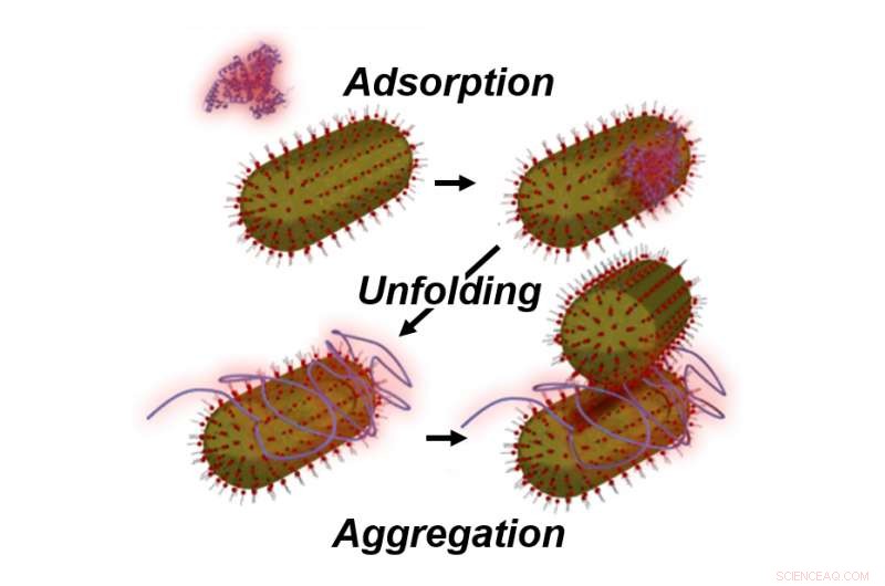 Low Protein Levels Trigger Nanoparticle Clumping, Revealing Novel Aggregation Mechanisms