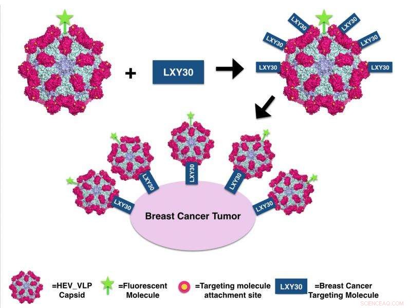 Hepatitis E Virus-Like Particles: A Novel Cancer Therapy Platform