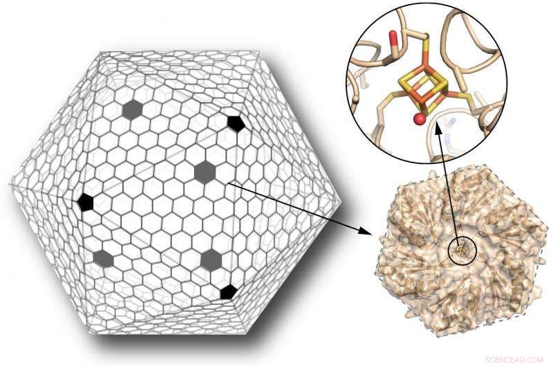 Scientists Pioneer Custom Nanoscale Chemical Factories with Engineered Bacterial Microcompartments